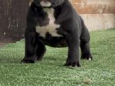American Bully Pocket - nuotraukos Nr. 9