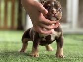 American Bully Pocket - nuotraukos Nr. 10