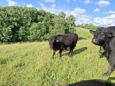 Parduodu grynaveislius Angus jautukus 6 -7 mėn. - nuotraukos Nr. 2