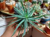 Alavijas - Aloe parvula - nuotraukos Nr. 2