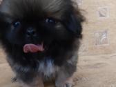 Parduodama pekinukė - nuotraukos Nr. 2
