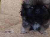 Parduodama pekinukė - nuotraukos Nr. 3