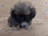Parduodama pekinukė - nuotraukos Nr. 4