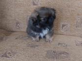 Parduodama pekinukė - nuotraukos Nr. 5