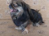Parduodama pekinukė - nuotraukos Nr. 7