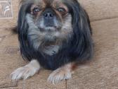 Parduodama pekinukė - nuotraukos Nr. 8