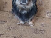 Parduodama pekinukė - nuotraukos Nr. 9