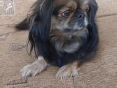 Parduodama pekinukė - nuotraukos Nr. 10