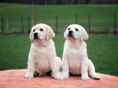 Kilmingi Labradoro retriverių veislės šuniukai - nuotraukos Nr. 20