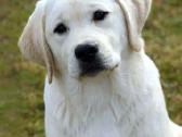 Kilmingi Labradoro retriverių veislės šuniukai - nuotraukos Nr. 38