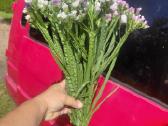 Kermekas ( Limonium) - nuotraukos Nr. 2