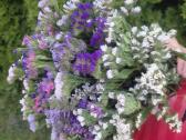 Kermekas ( Limonium) - nuotraukos Nr. 3