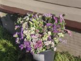 Kermekas ( Limonium) - nuotraukos Nr. 4