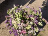 Kermekas ( Limonium) - nuotraukos Nr. 5