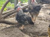 Vištų porelės arba gaideliai, patarškiukai - nuotraukos Nr. 5