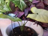 Syngonium Moonshine - nuotraukos Nr. 3