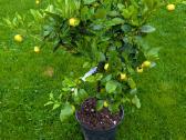 Augalas citrinmedis, apelsinmedis, limeta - nuotraukos Nr. 16
