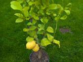 Augalas citrinmedis, apelsinmedis, limeta - nuotraukos Nr. 13