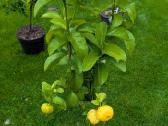 Augalas citrinmedis, apelsinmedis, limeta - nuotraukos Nr. 17