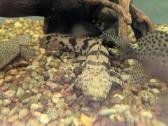 Parduodamos žuvys Polipterus endlicherii - nuotraukos Nr. 2