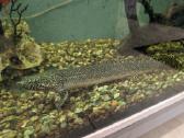 Parduodamos žuvys Polypterus ornatipinnis - nuotraukos Nr. 3