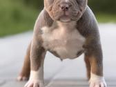 American Bully Pocket - nuotraukos Nr. 11