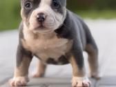 American Bully Pocket - nuotraukos Nr. 12