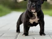 American Bully Pocket - nuotraukos Nr. 13