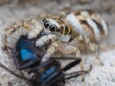 Parduodamas unikalus makro objektyvas Canon Mp-e 6 - nuotraukos Nr. 7