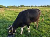 Parduodama Holšteinų veislės karvė. - nuotraukos Nr. 4