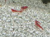 Red Cherry krevetes - nuotraukos Nr. 5