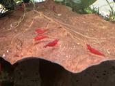 Red Cherry krevetes - nuotraukos Nr. 7