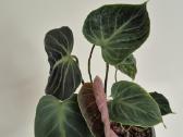 Philodendron gloriosum - nuotraukos Nr. 2