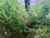 Red Cherry krevetes - nuotraukos Nr. 2