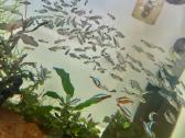 Corydoras hastatus - nuotraukos Nr. 2