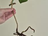 Retas augalas Monstera Sierrana - nuotraukos Nr. 2