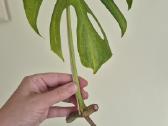 Retas augalas Monstera Sierrana - nuotraukos Nr. 4