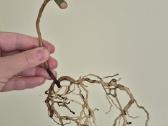 Retas augalas Monstera Sierrana - nuotraukos Nr. 5