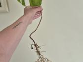 Retas augalas Monstera Sierrana - nuotraukos Nr. 6