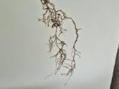 Retas augalas Monstera Sierrana - nuotraukos Nr. 7