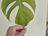 Retas augalas Monstera Sierrana - nuotraukos Nr. 8