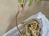 Retas augalas Monstera Sierrana - nuotraukos Nr. 9