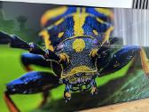 Sony Bravia Kd-65a1 - nuotraukos Nr. 5