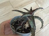 Aloe castilloniae - nuotraukos Nr. 2