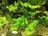 Akvariumo augalai - nuotraukos Nr. 4