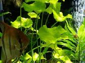 Akvariumo augalai - nuotraukos Nr. 2