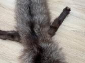 Prabangus natūralus sidabrinės lapės kailis - nuotraukos Nr. 4