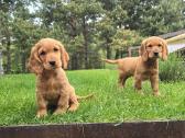 Parduodamas Cocker spanieliaus kalytė ir patinukas - nuotraukos Nr. 2
