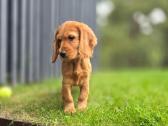 Parduodamas Cocker spanieliaus kalytė ir patinukas - nuotraukos Nr. 3