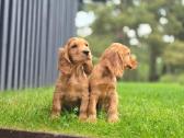 Parduodamas Cocker spanieliaus kalytė ir patinukas - nuotraukos Nr. 4